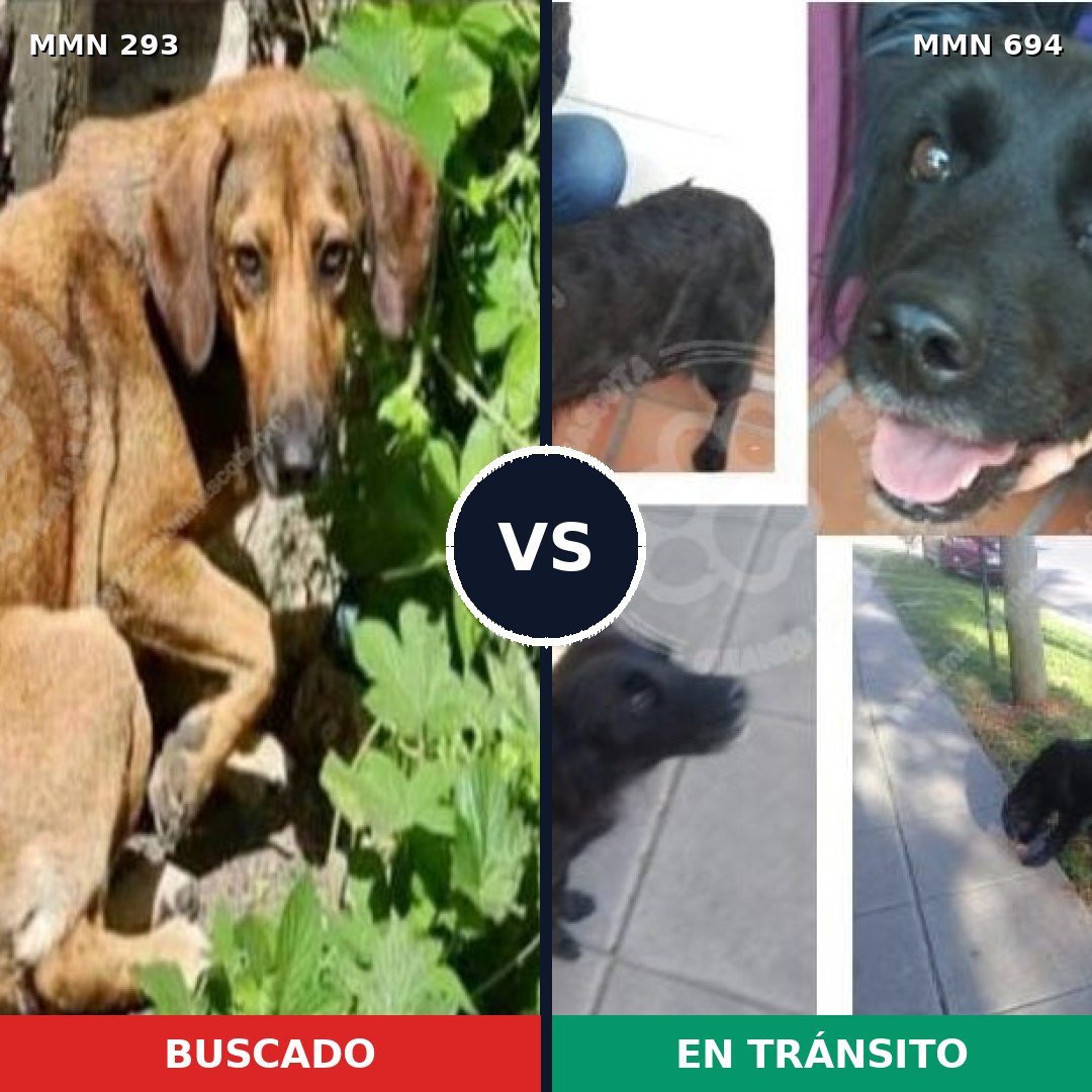 Comparativa MMS 9815: mascota perdida y mascota encontrada, 8% de similitud