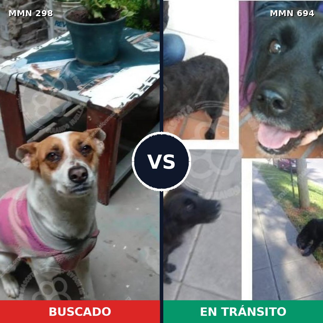 Comparativa MMS 9816: mascota perdida y mascota encontrada, 48% de similitud