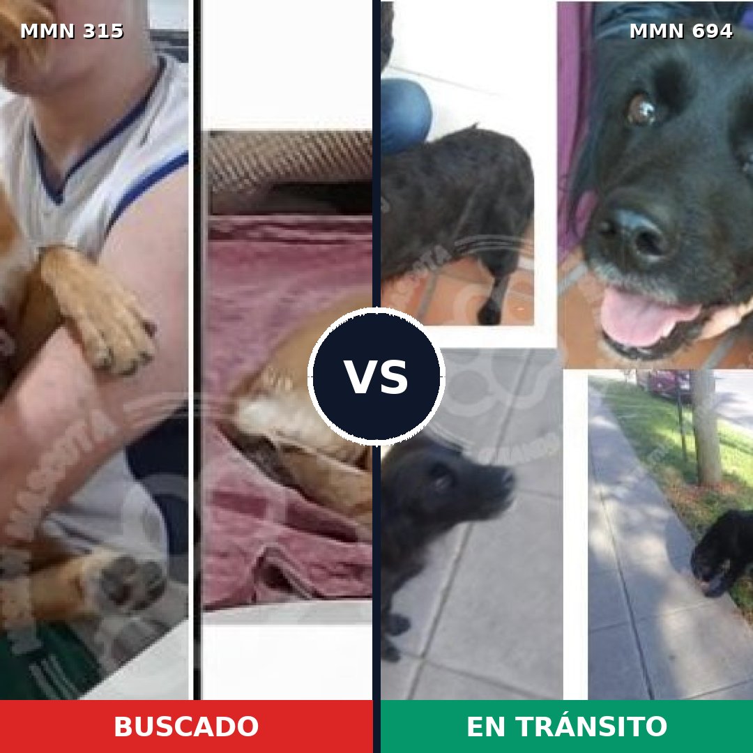 Comparativa MMS 9817: mascota perdida y mascota encontrada, 62% de similitud