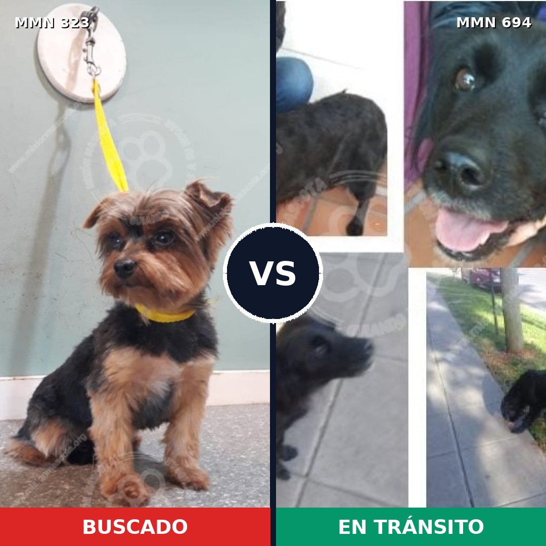 Comparativa MMS 9818: mascota perdida y mascota encontrada, 34% de similitud