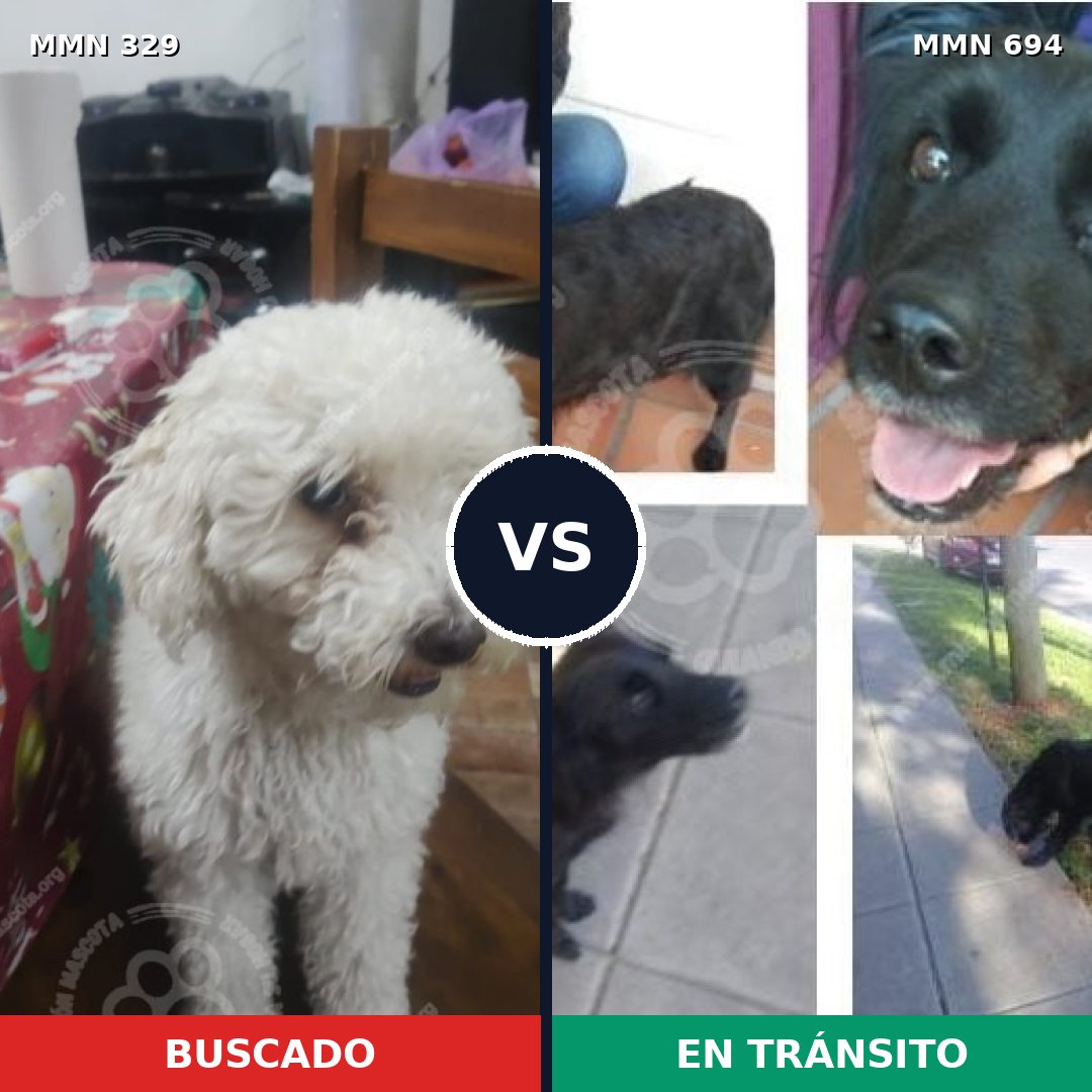 Comparativa MMS 9819: mascota perdida y mascota encontrada, 33% de similitud