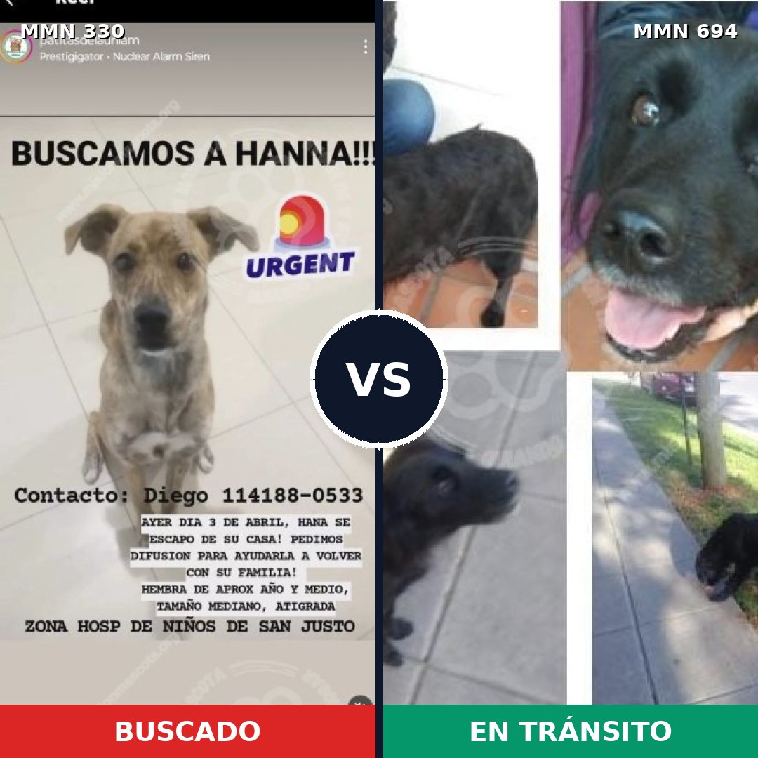 Comparativa MMS 9820: mascota perdida y mascota encontrada, 60% de similitud