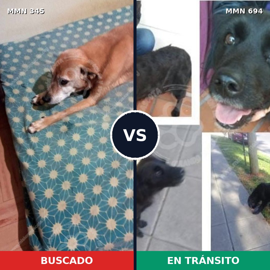 Comparativa MMS 9822: mascota perdida y mascota encontrada, 57% de similitud