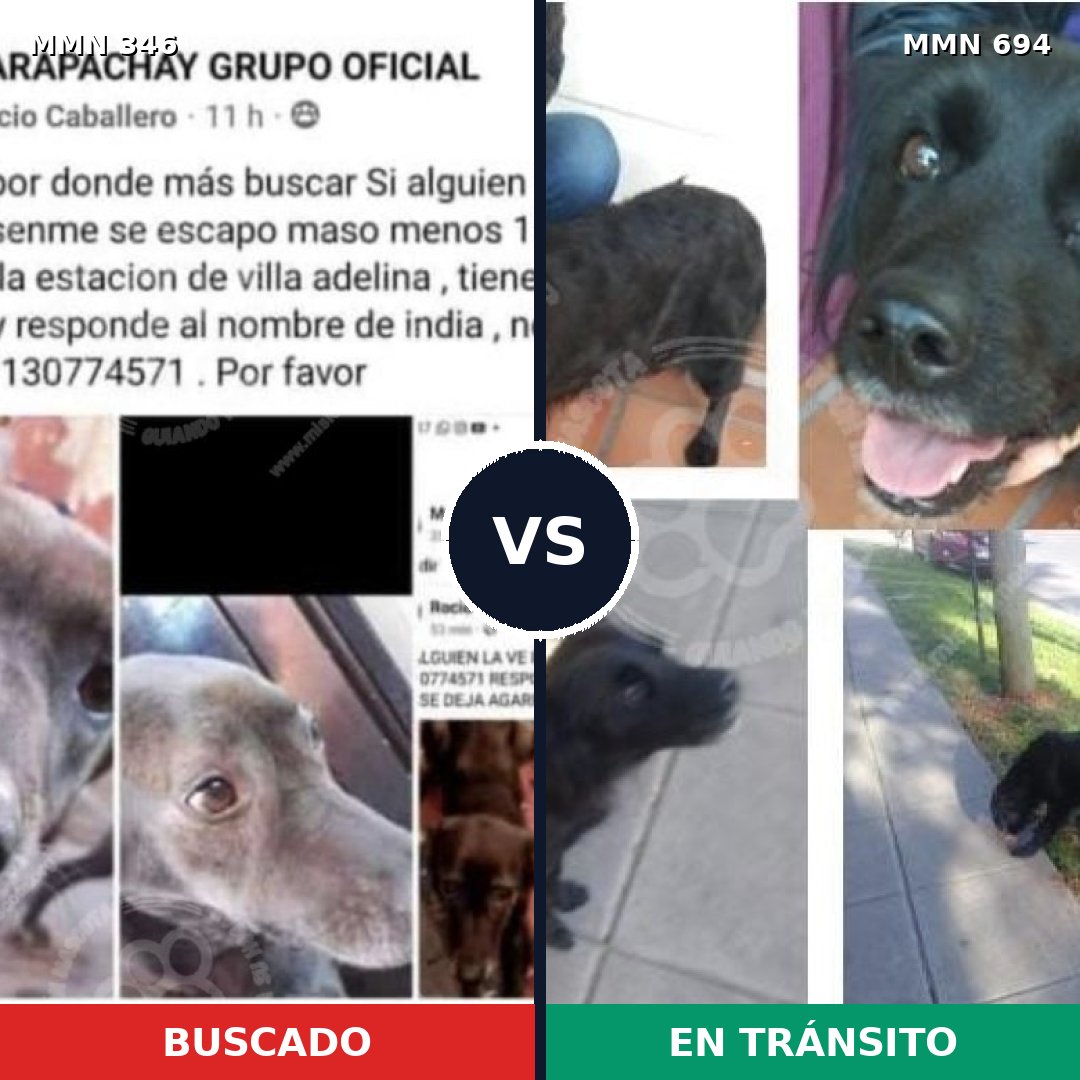Comparativa MMS 9823: mascota perdida y mascota encontrada, 15% de similitud