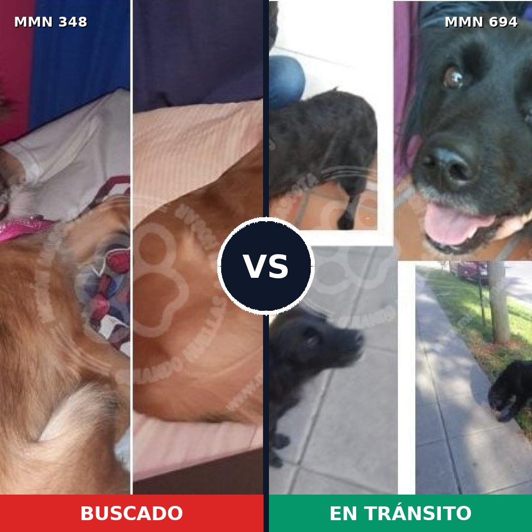 Comparativa MMS 9824: mascota perdida y mascota encontrada, 21% de similitud