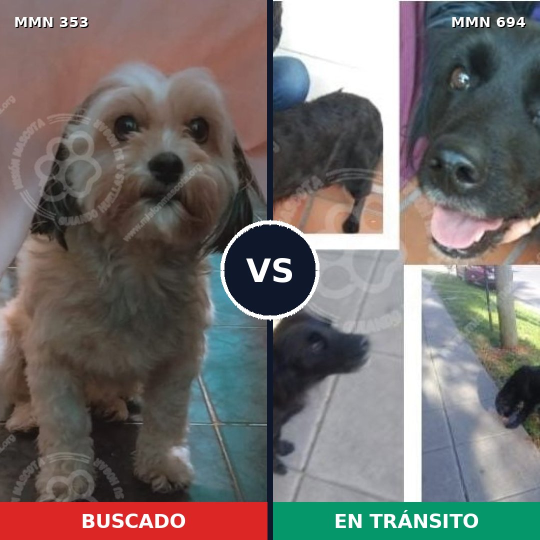 Comparativa MMS 9825: mascota perdida y mascota encontrada, 20% de similitud