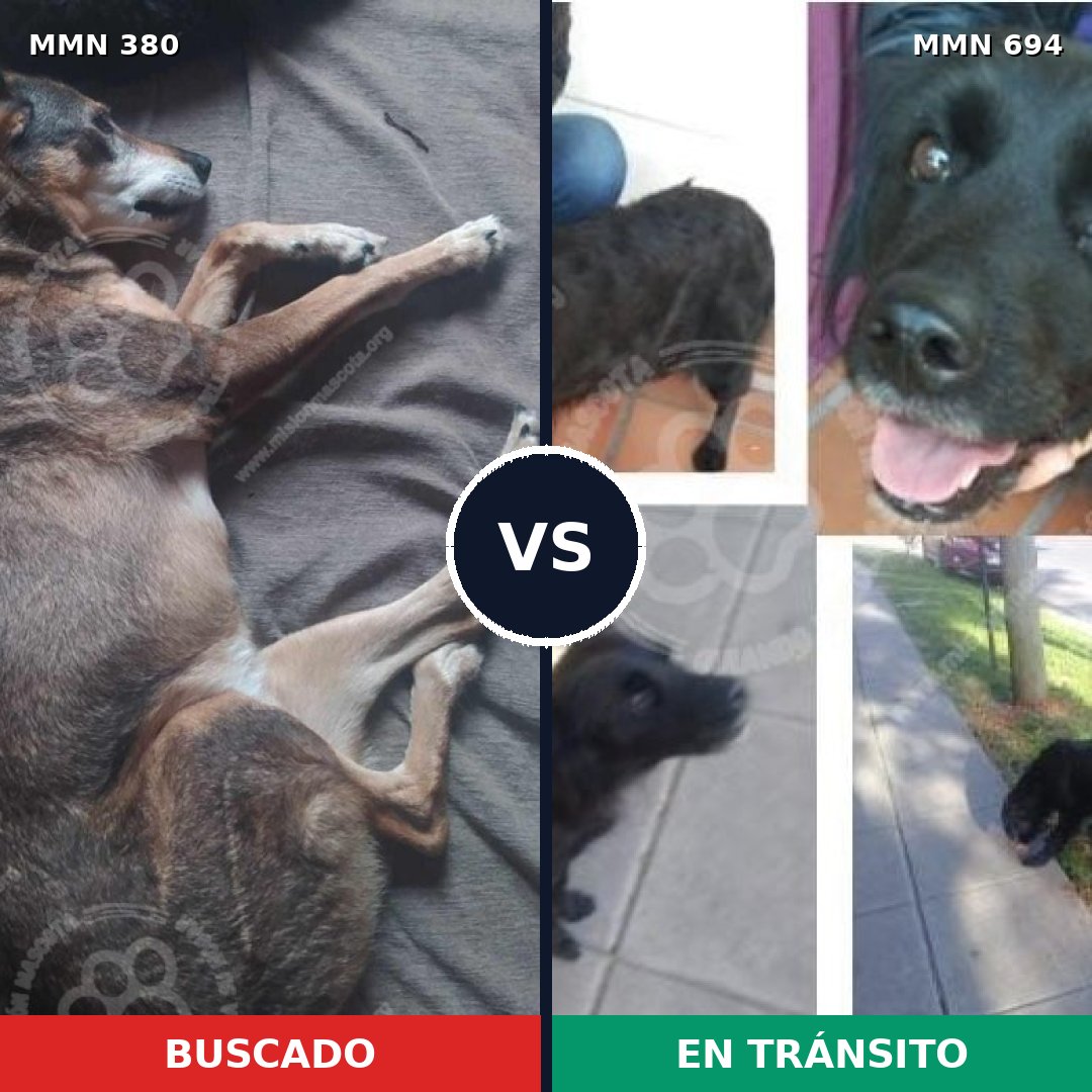 Comparativa MMS 9827: mascota perdida y mascota encontrada, 70% de similitud