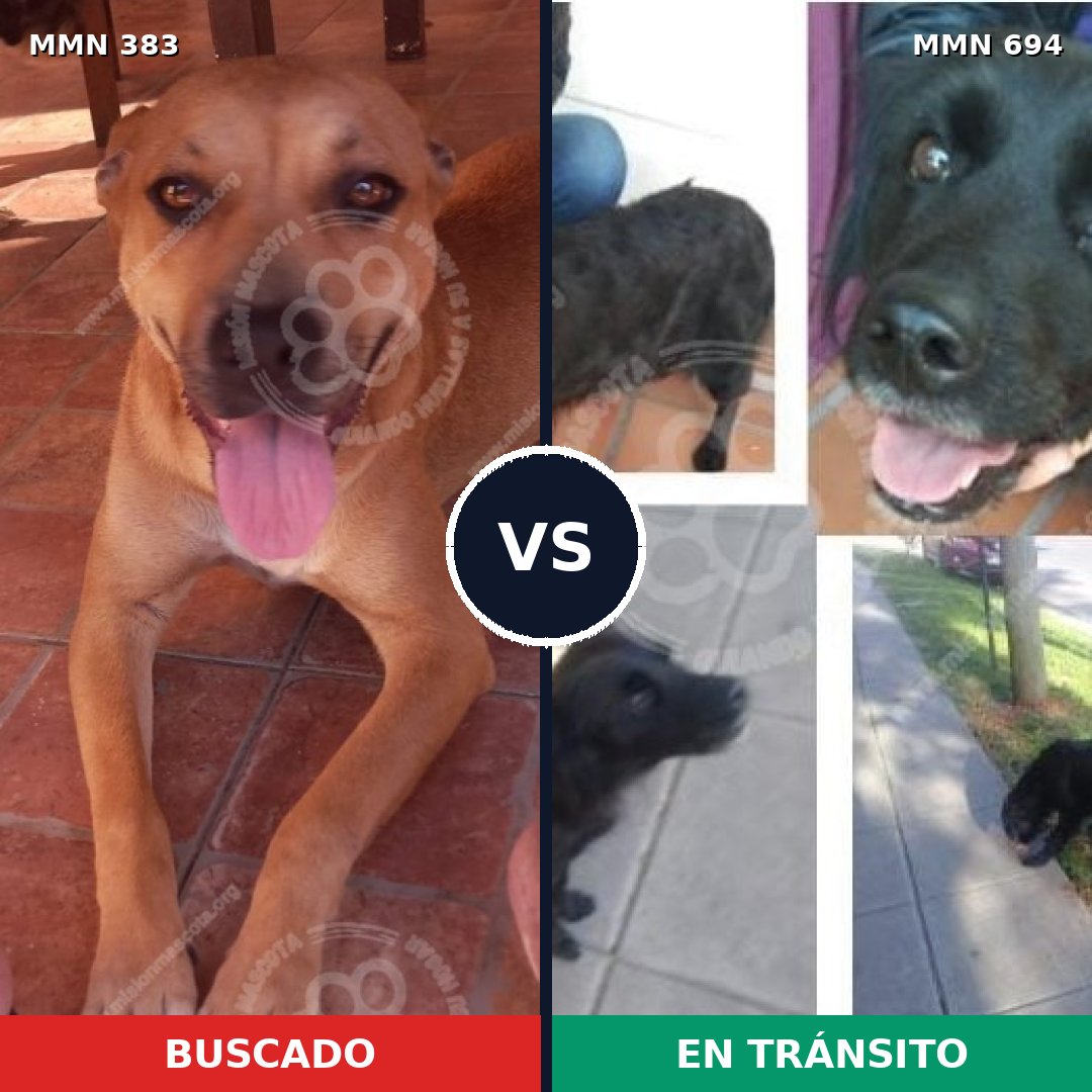 Comparativa MMS 9828: mascota perdida y mascota encontrada, 44% de similitud