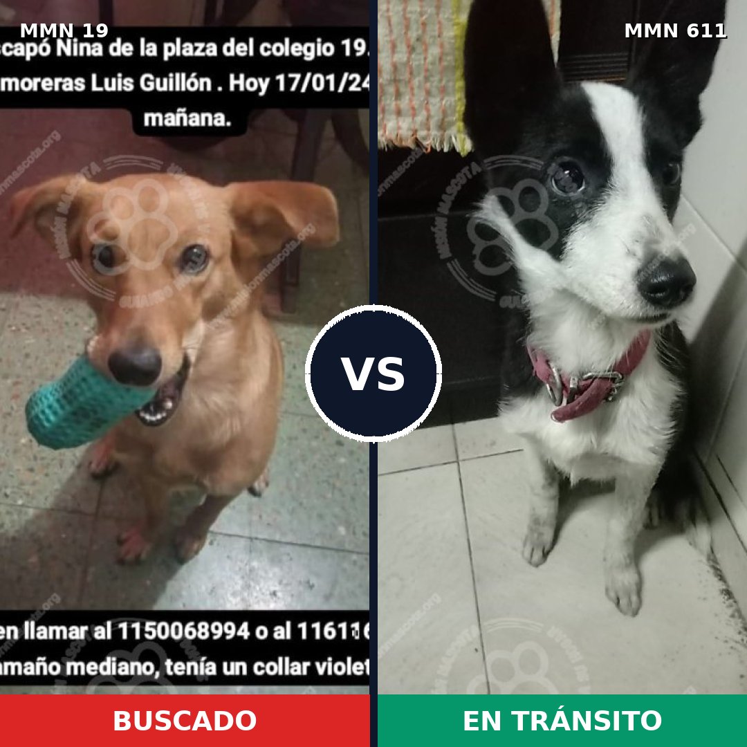 Comparativa MMS 983: mascota perdida y mascota encontrada, 70% de similitud