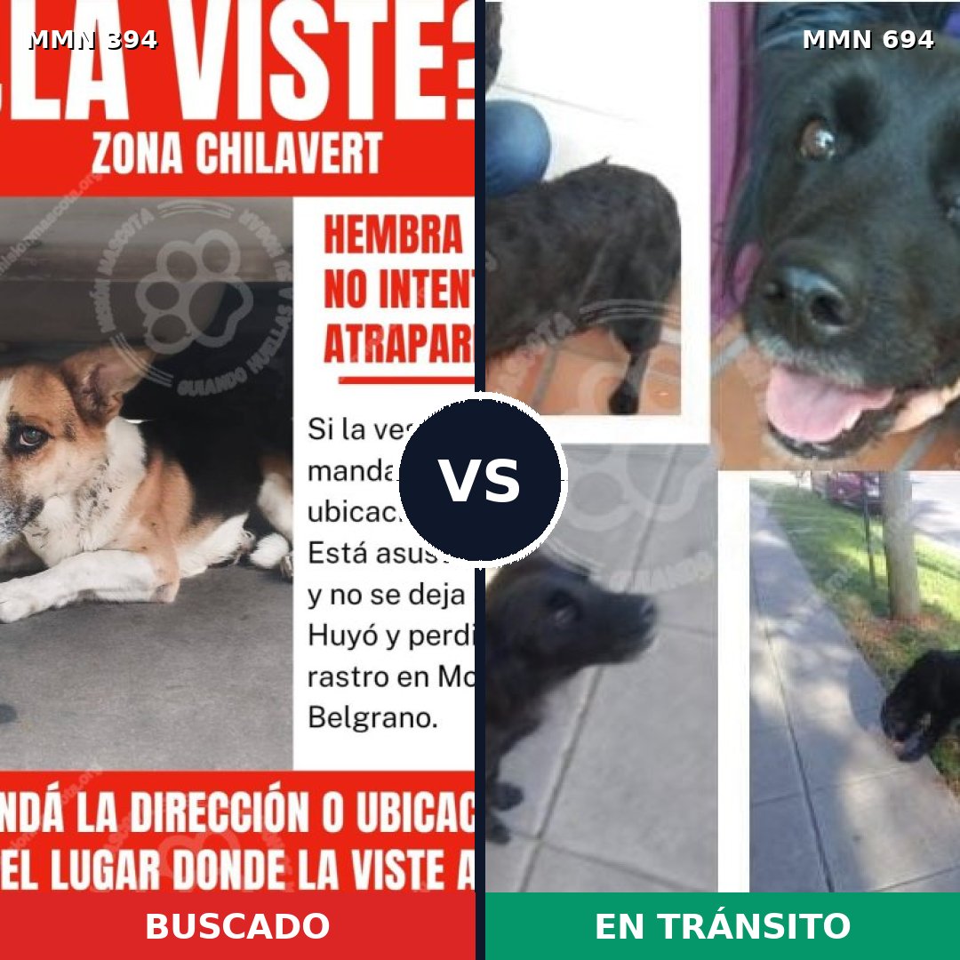 Comparativa MMS 9830: mascota perdida y mascota encontrada, 62% de similitud
