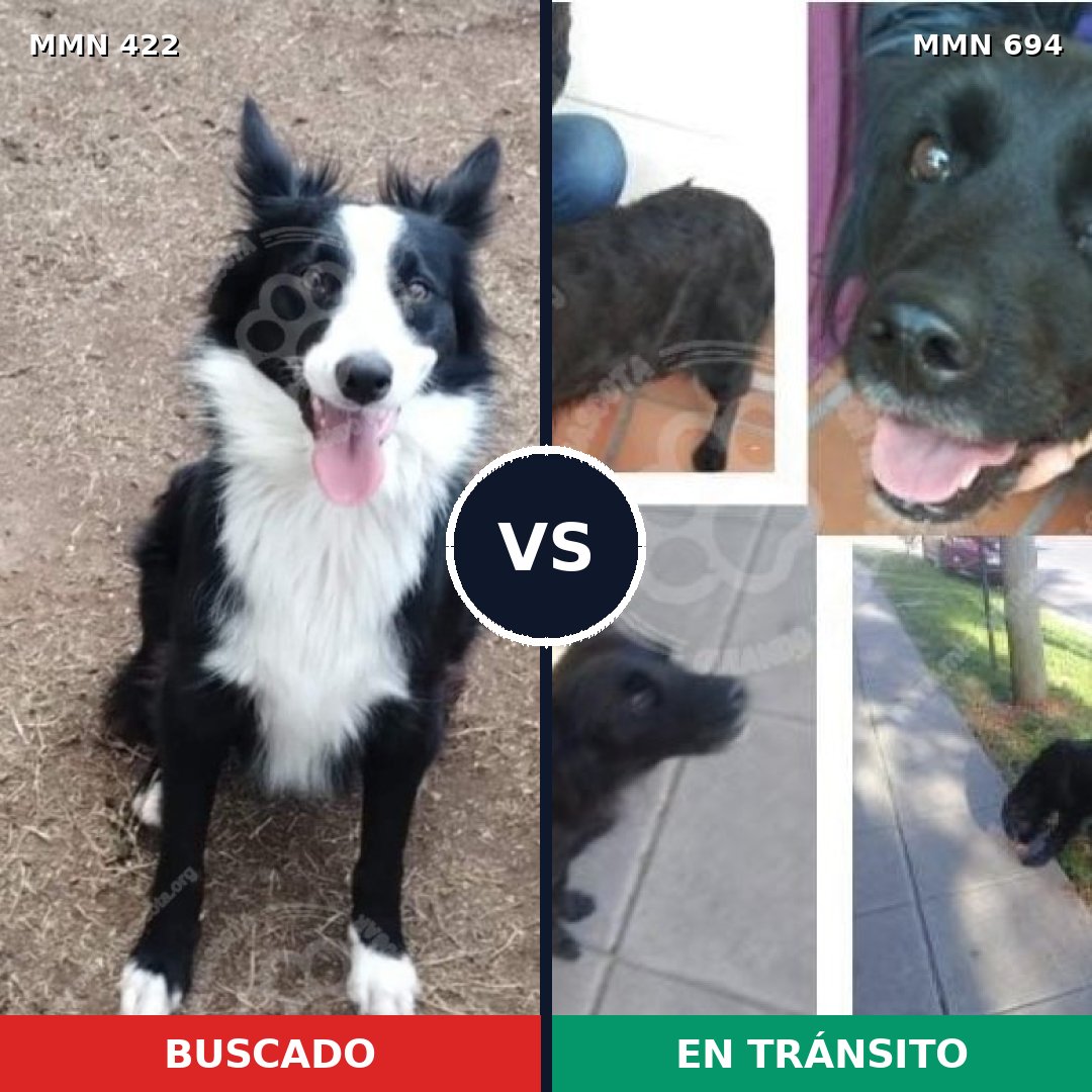 Comparativa MMS 9832: mascota perdida y mascota encontrada, 61% de similitud