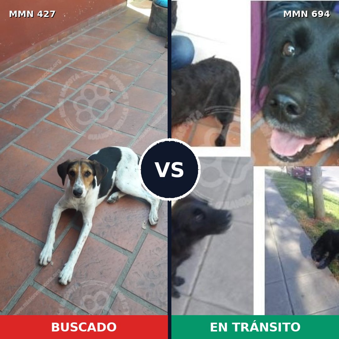 Comparativa MMS 9834: mascota perdida y mascota encontrada, 68% de similitud