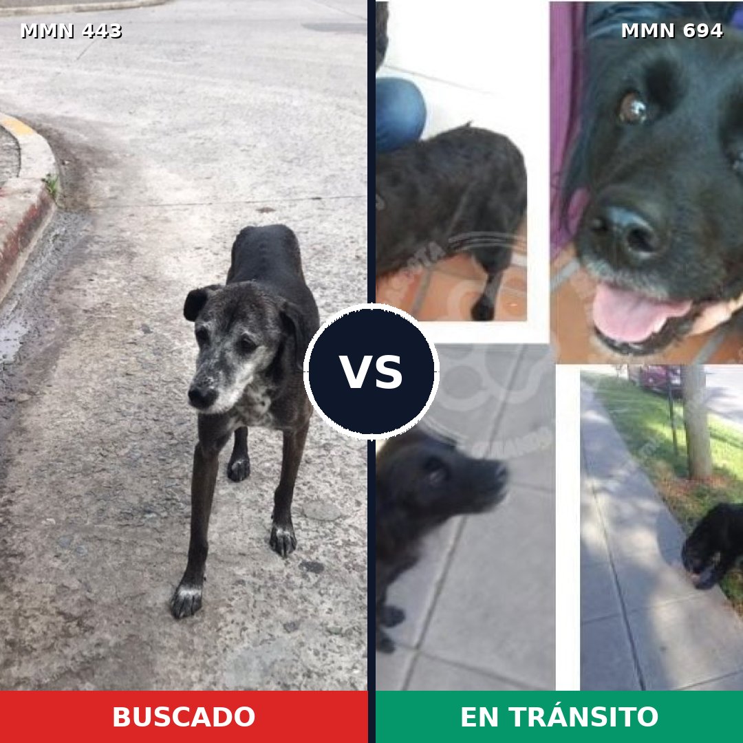 Comparativa MMS 9835: mascota perdida y mascota encontrada, 73% de similitud