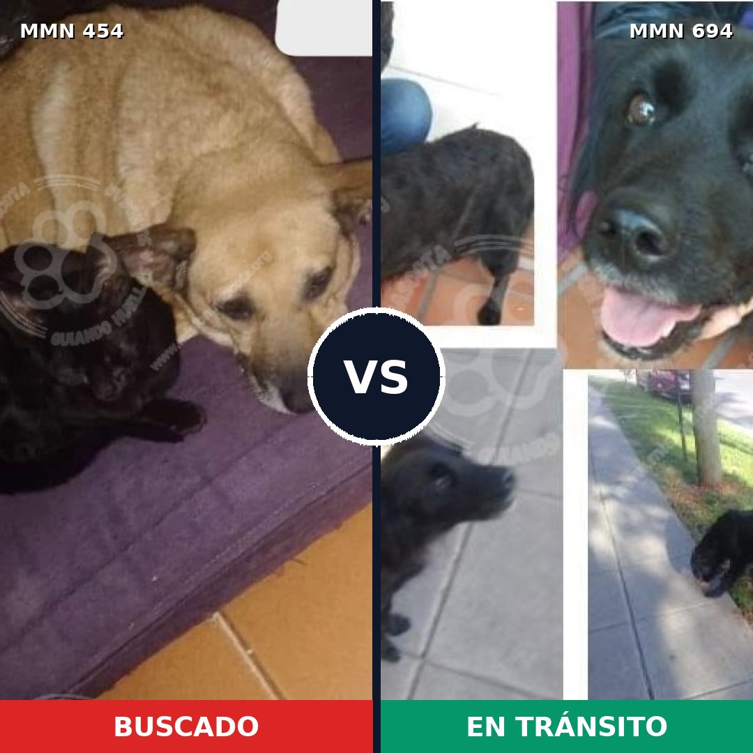Comparativa MMS 9836: mascota perdida y mascota encontrada, 57% de similitud