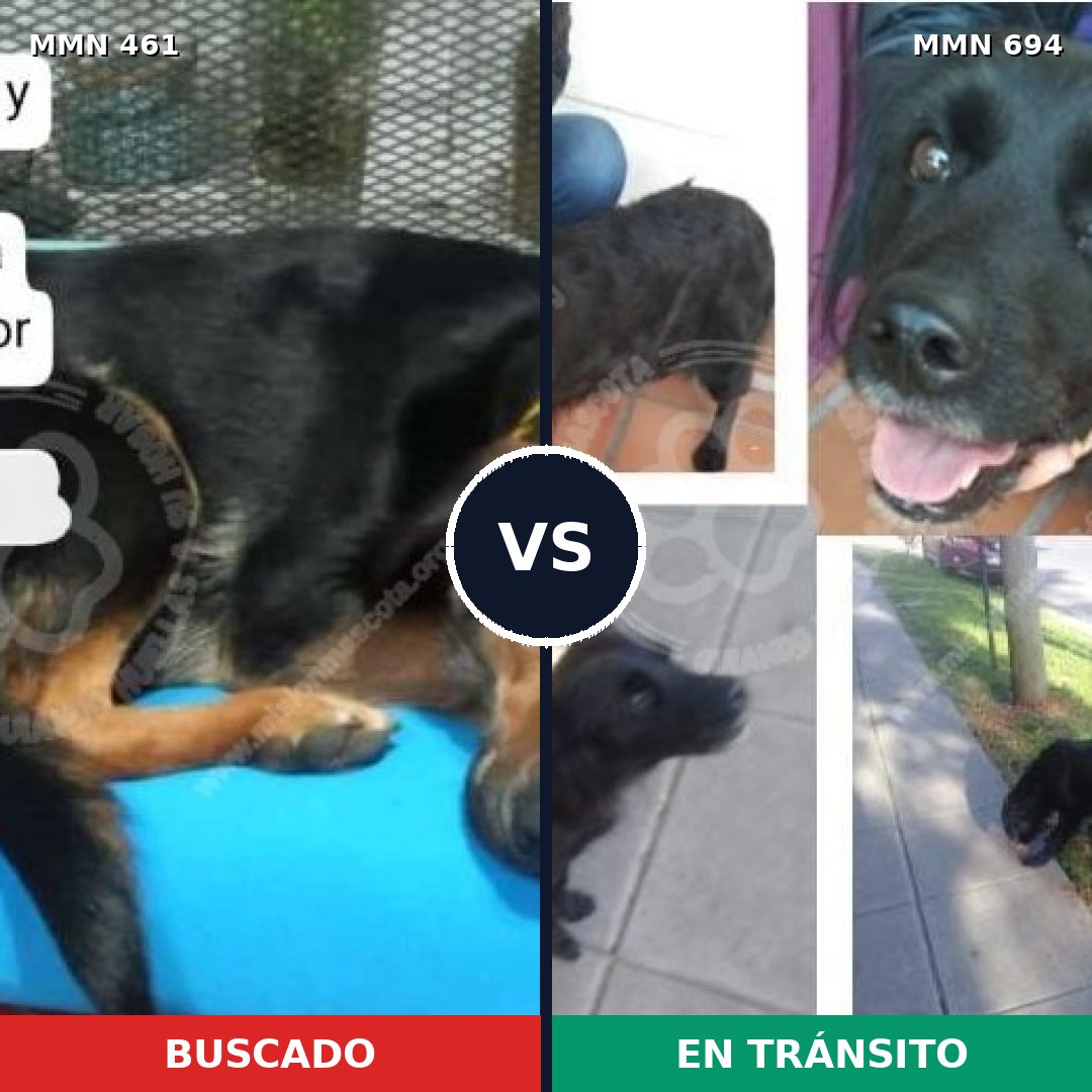 Comparativa MMS 9837: mascota perdida y mascota encontrada, 71% de similitud
