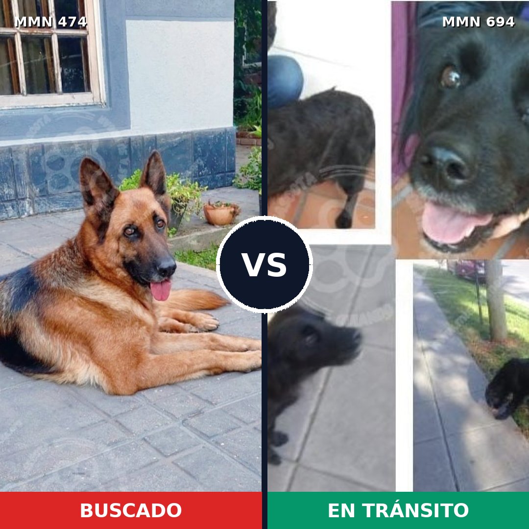 Comparativa MMS 9838: mascota perdida y mascota encontrada, 33% de similitud