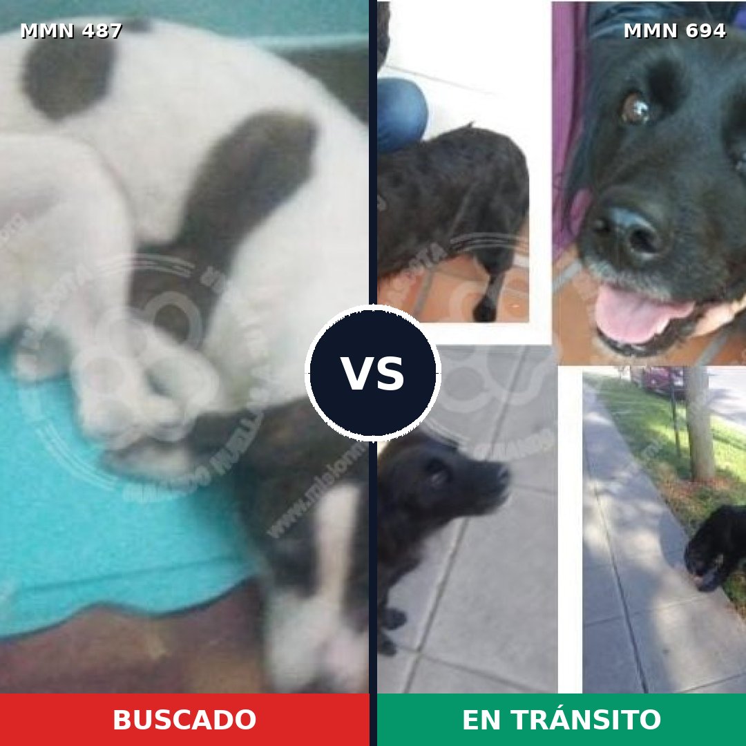 Comparativa MMS 9839: mascota perdida y mascota encontrada, 48% de similitud