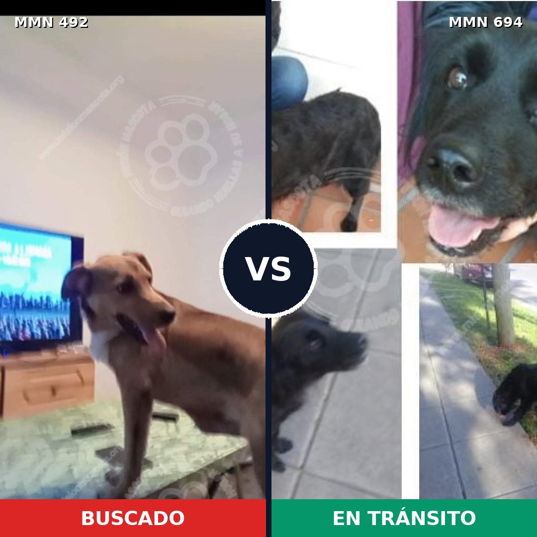 Comparativa MMS 9840: mascota perdida y mascota encontrada, 61% de similitud