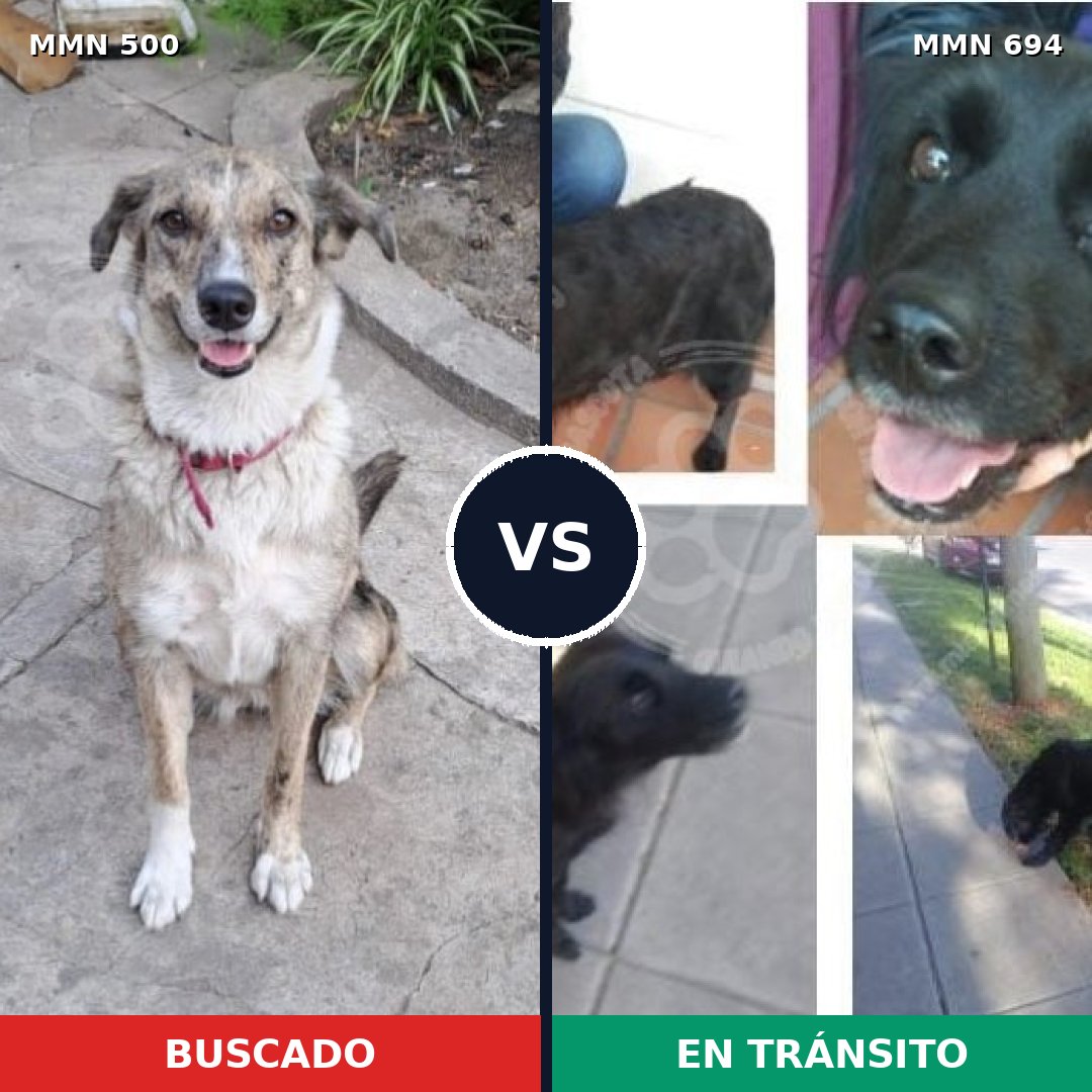 Comparativa MMS 9841: mascota perdida y mascota encontrada, 47% de similitud