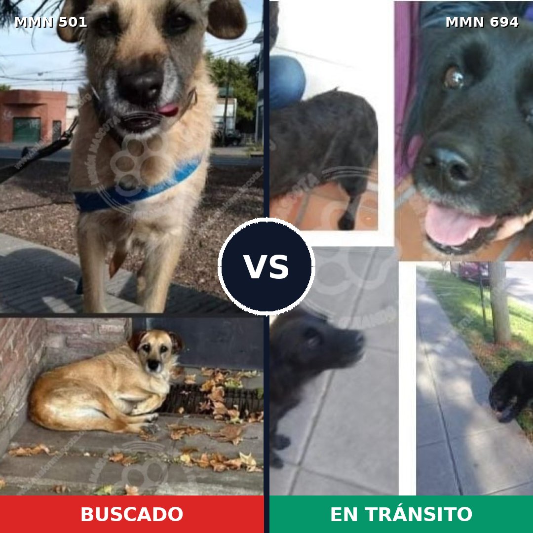 Comparativa MMS 9842: mascota perdida y mascota encontrada, 64% de similitud