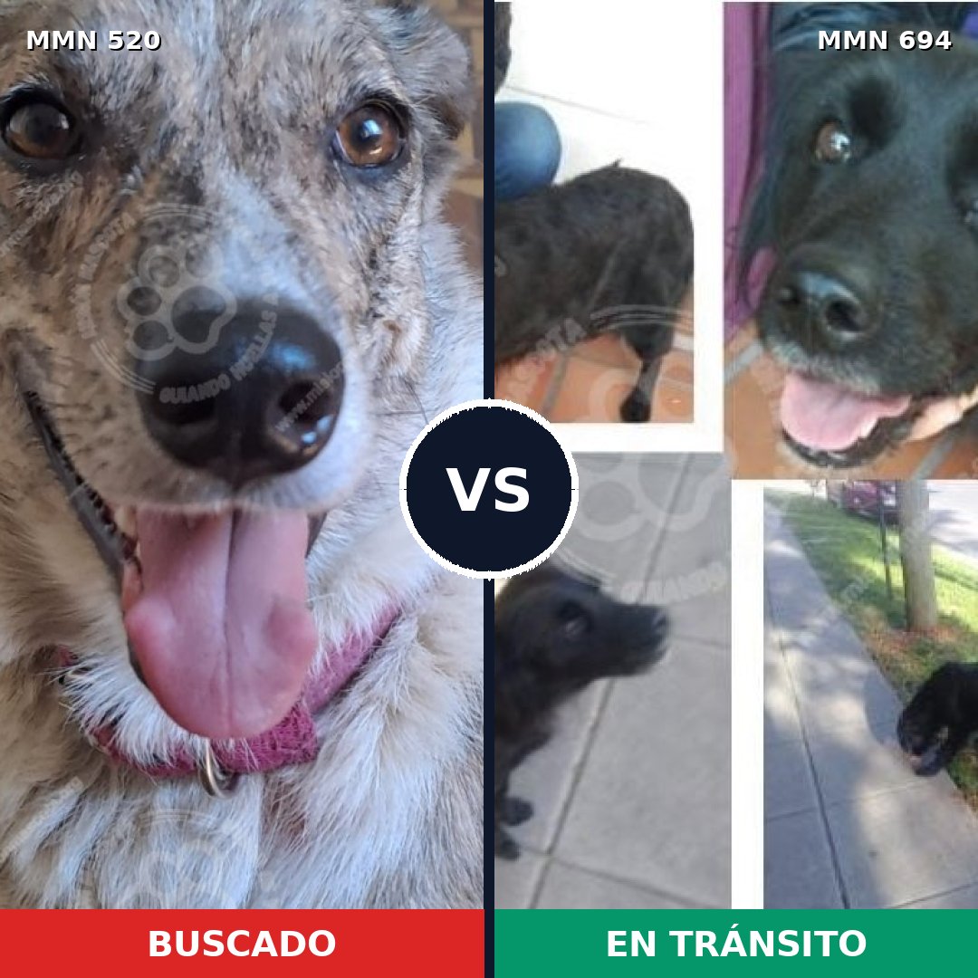 Comparativa MMS 9844: mascota perdida y mascota encontrada, 45% de similitud