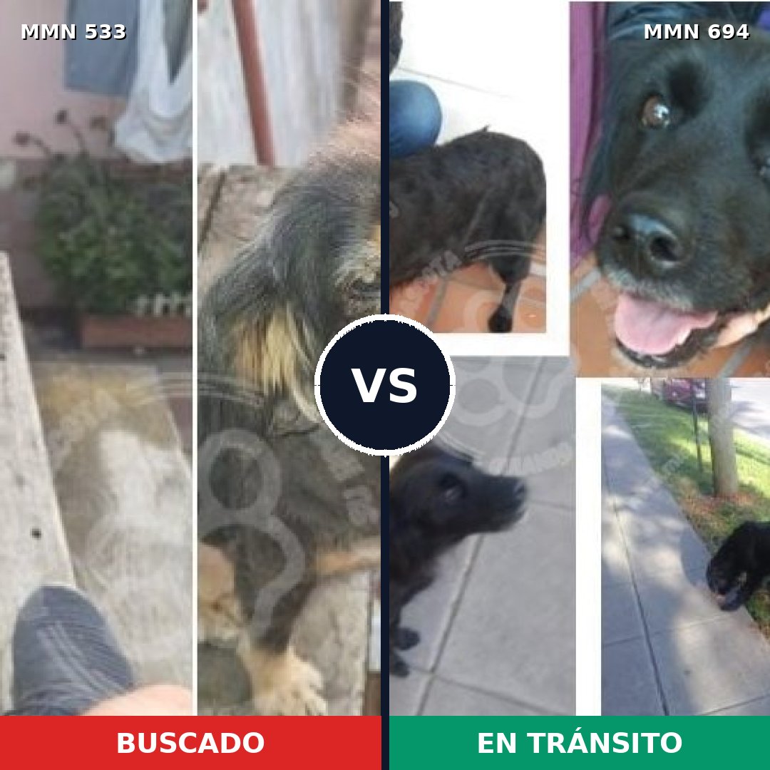 Comparativa MMS 9845: mascota perdida y mascota encontrada, 76% de similitud