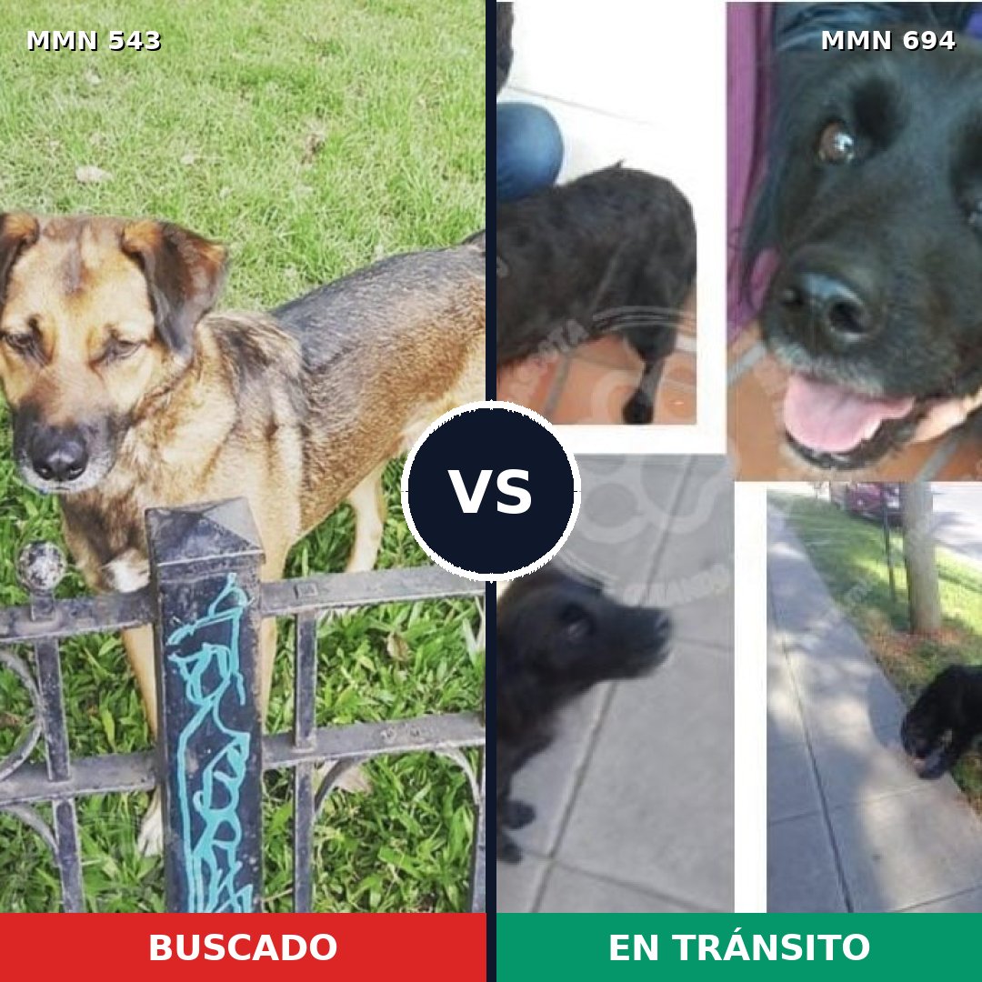 Comparativa MMS 9846: mascota perdida y mascota encontrada, 57% de similitud