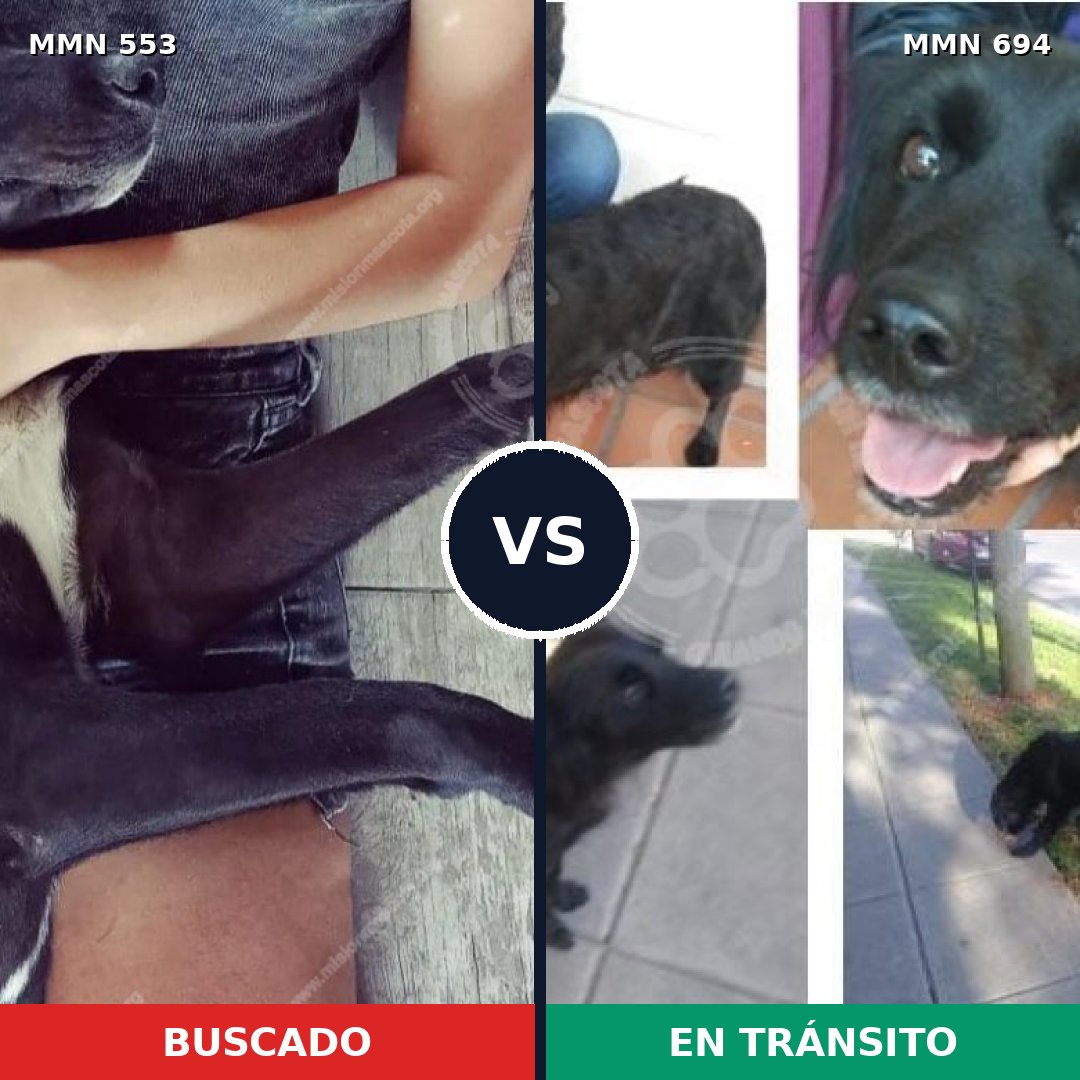 Comparativa MMS 9848: mascota perdida y mascota encontrada, 75% de similitud