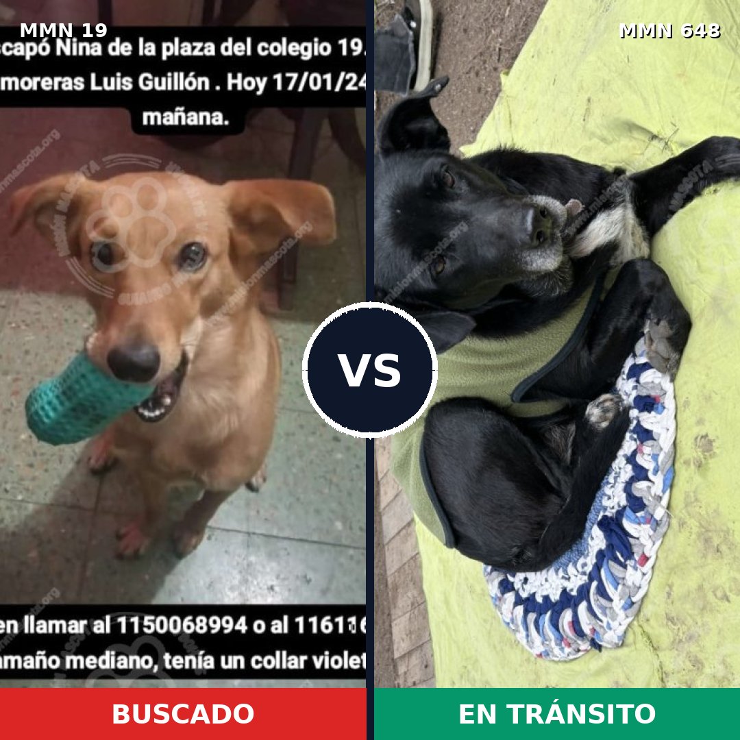 Comparativa MMS 985: mascota perdida y mascota encontrada, 40% de similitud