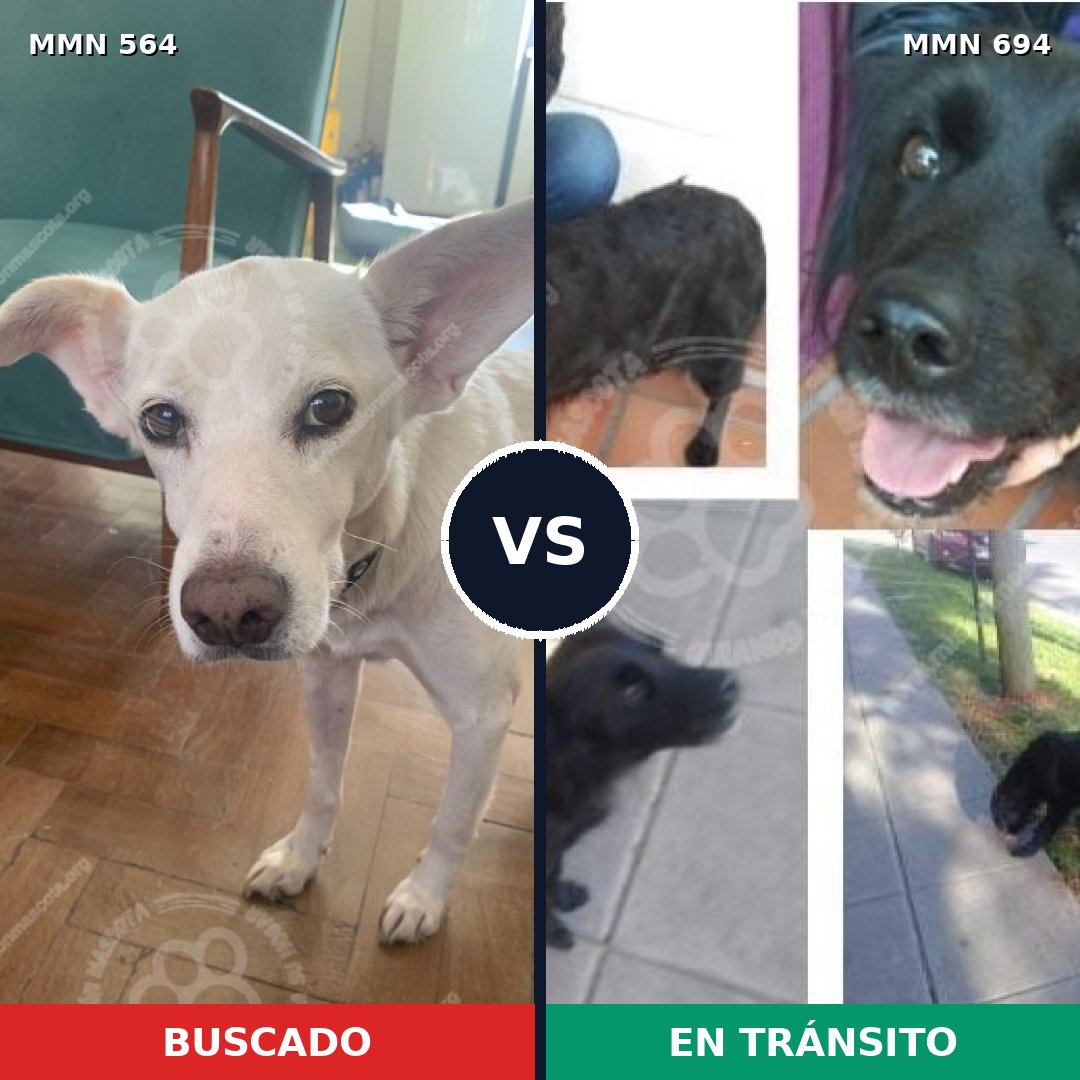 Comparativa MMS 9850: mascota perdida y mascota encontrada, 59% de similitud
