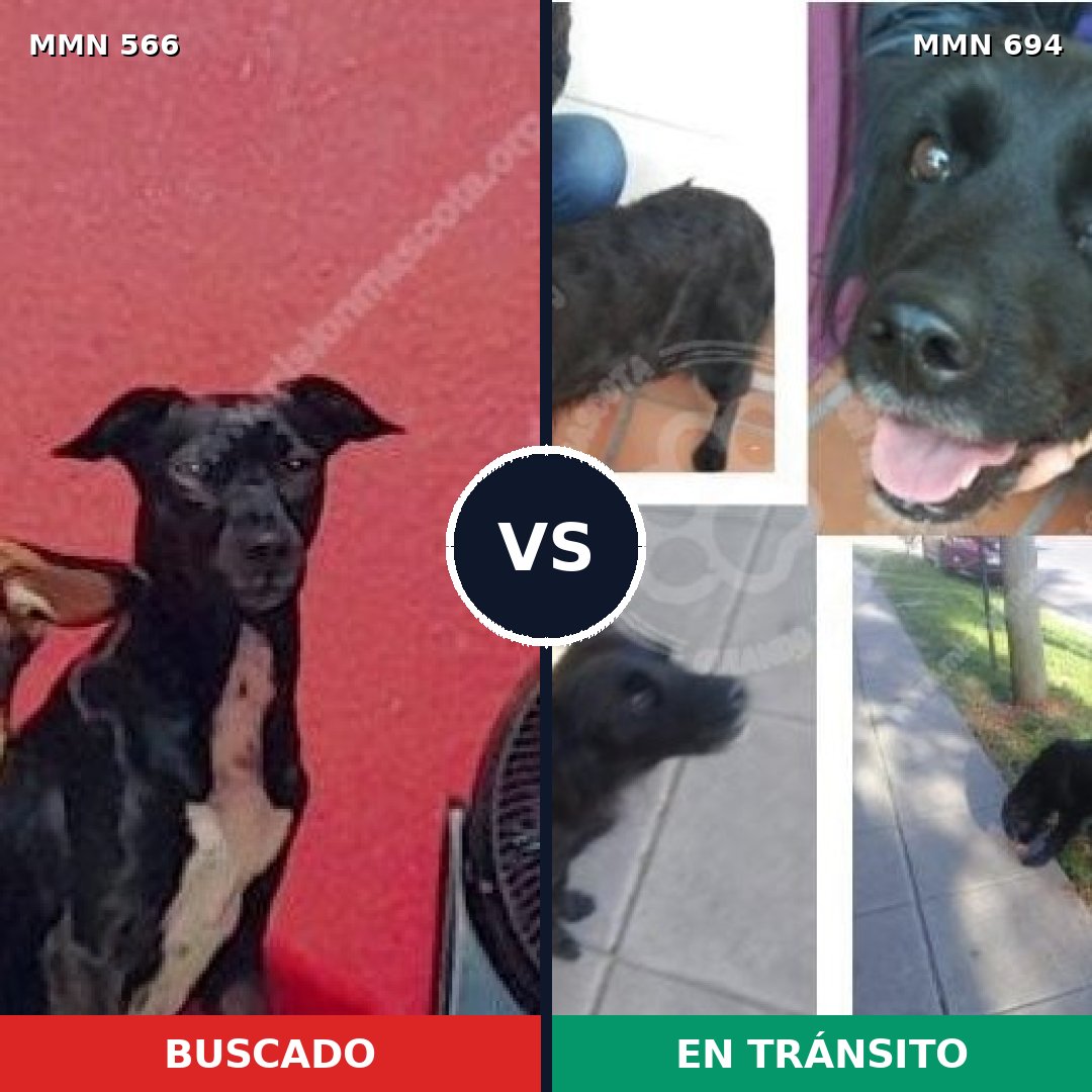 Comparativa MMS 9851: mascota perdida y mascota encontrada, 80% de similitud