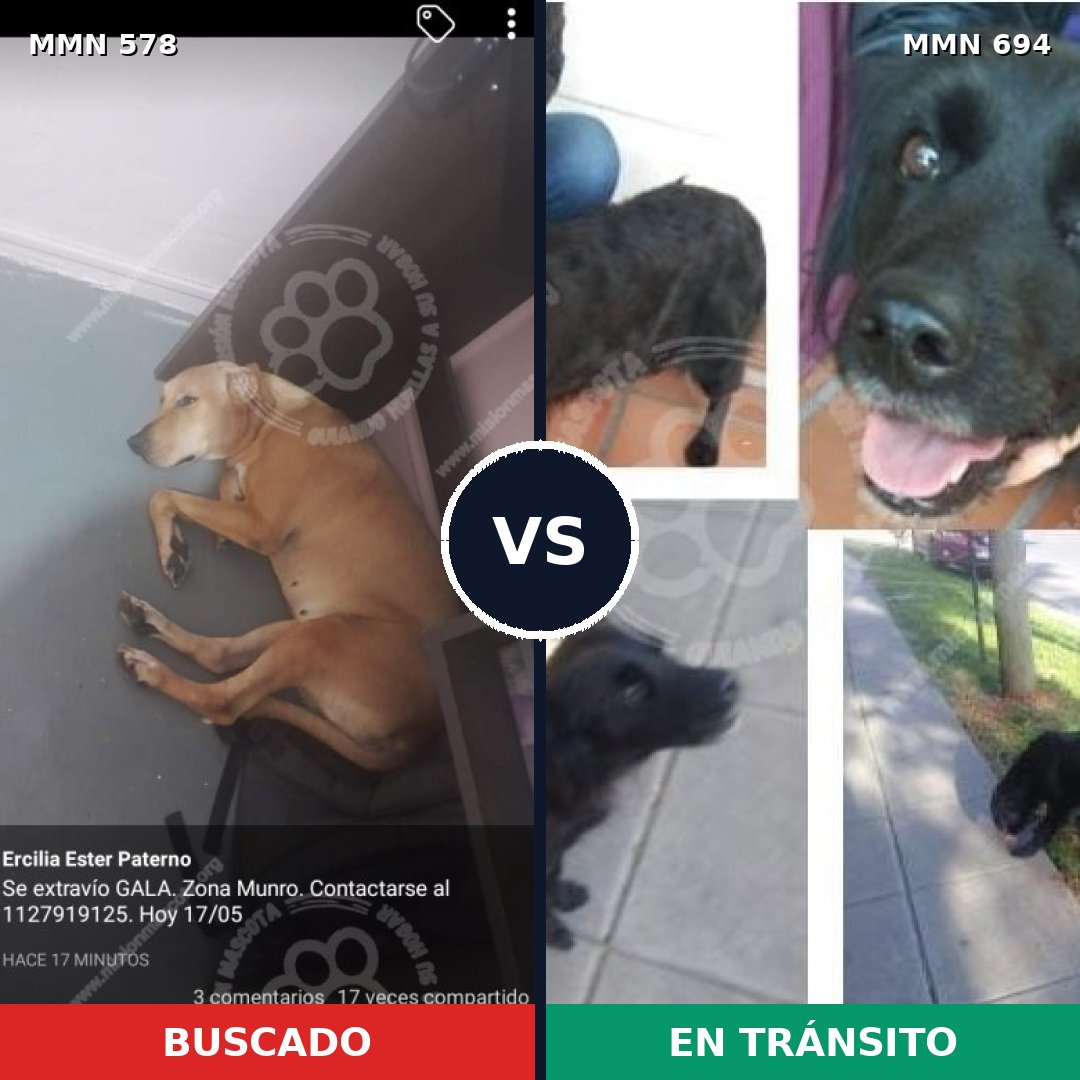 Comparativa MMS 9853: mascota perdida y mascota encontrada, 61% de similitud