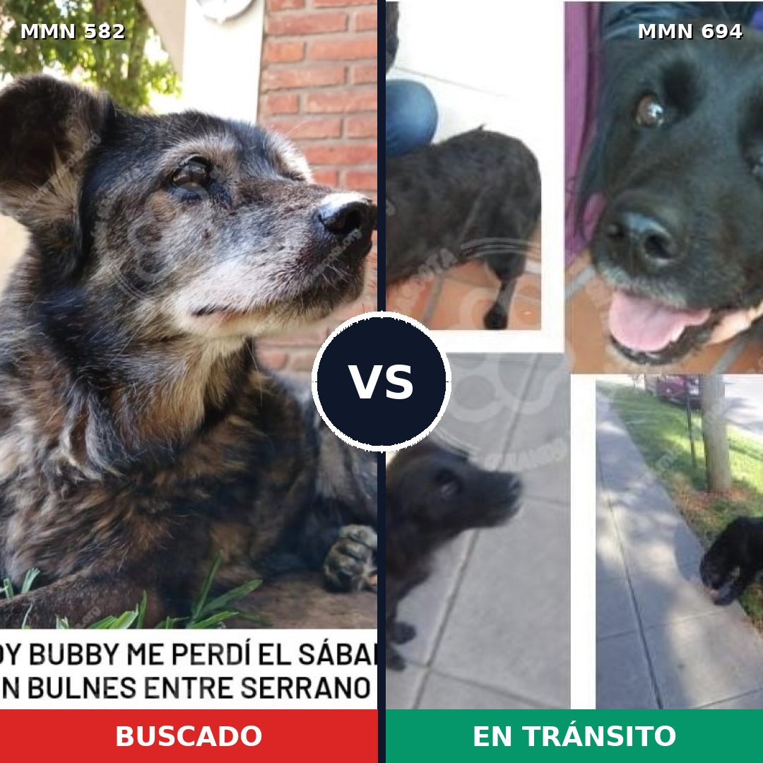 Comparativa MMS 9854: mascota perdida y mascota encontrada, 70% de similitud