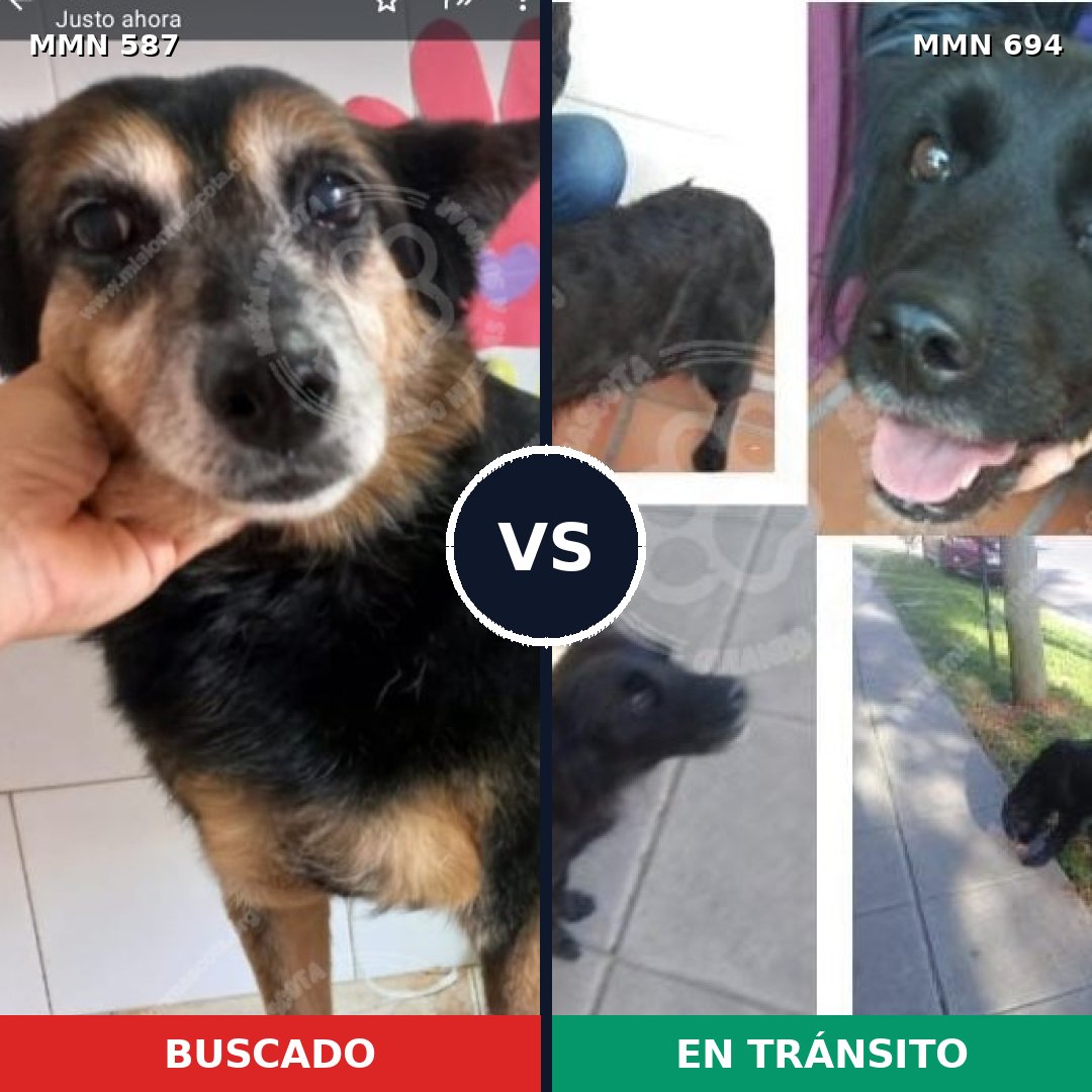 Comparativa MMS 9855: mascota perdida y mascota encontrada, 90% de similitud
