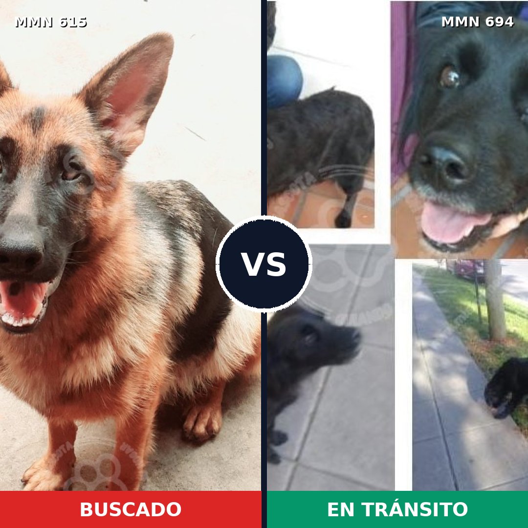 Comparativa MMS 9858: mascota perdida y mascota encontrada, 36% de similitud