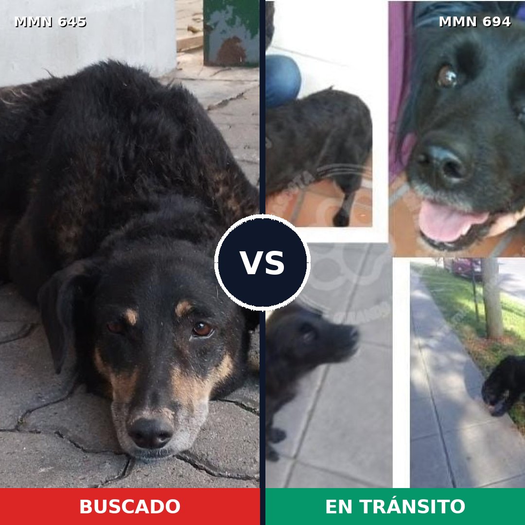 Comparativa MMS 9862: mascota perdida y mascota encontrada, 74% de similitud