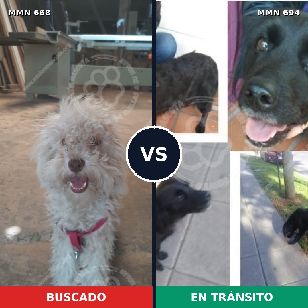 Comparativa MMS 9863: mascota perdida y mascota encontrada, 43% de similitud