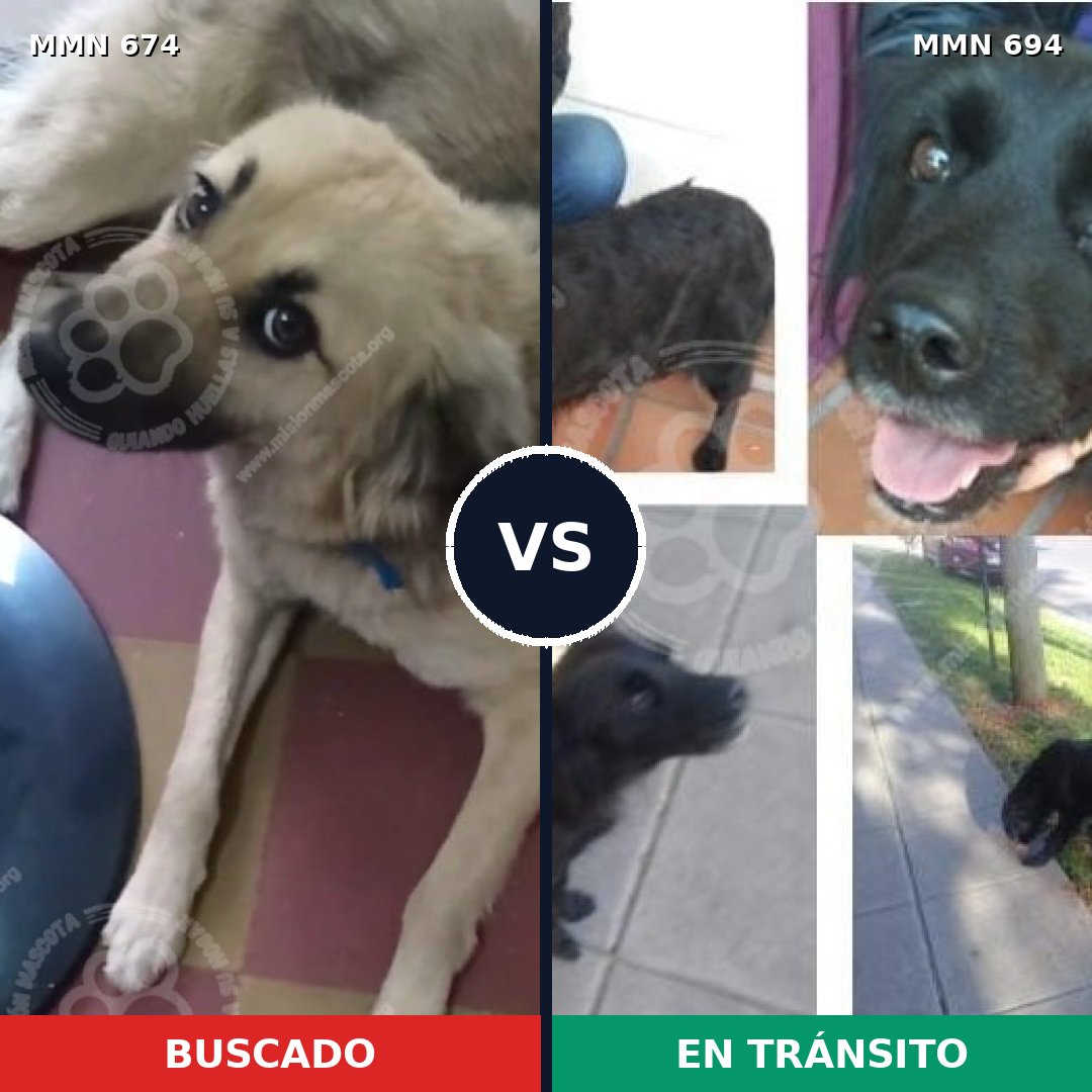 Comparativa MMS 9864: mascota perdida y mascota encontrada, 78% de similitud