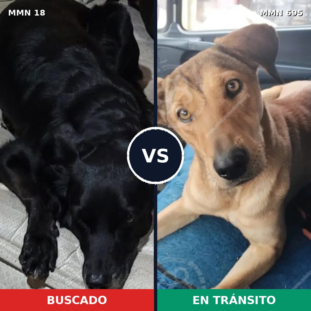 Comparativa MMS 9865: mascota perdida y mascota encontrada, 58% de similitud