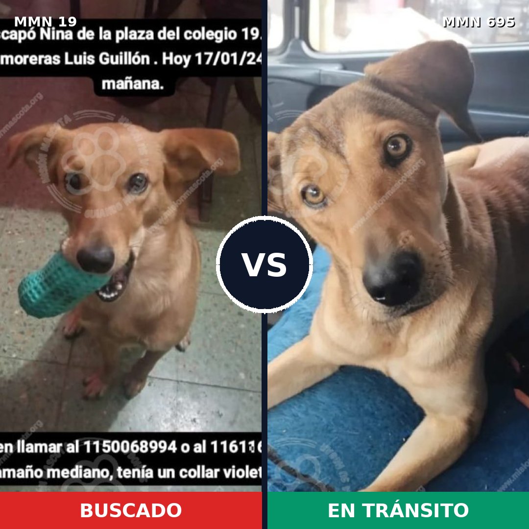 Comparativa MMS 9866: mascota perdida y mascota encontrada, 76% de similitud