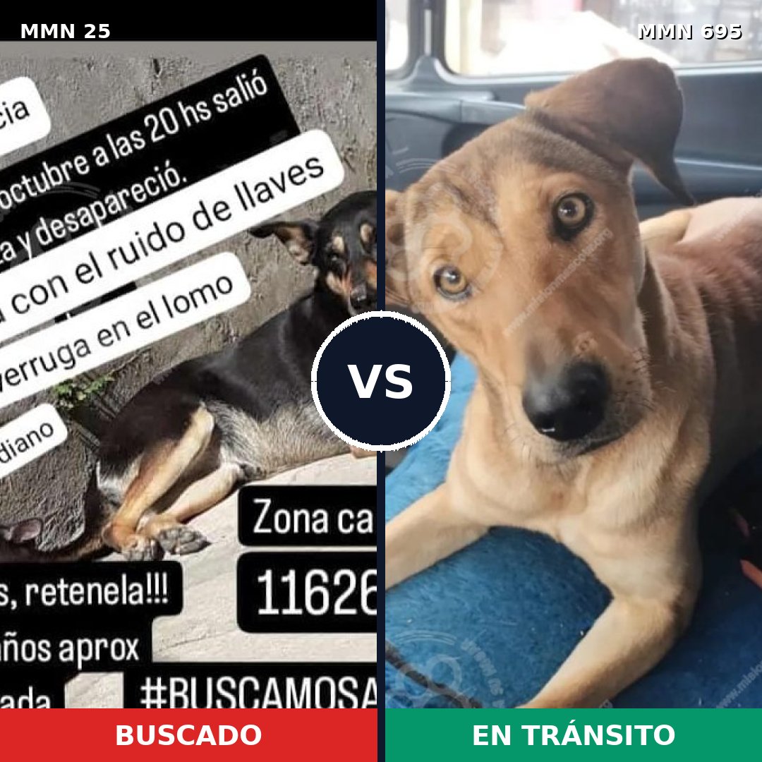 Comparativa MMS 9868: mascota perdida y mascota encontrada, 72% de similitud