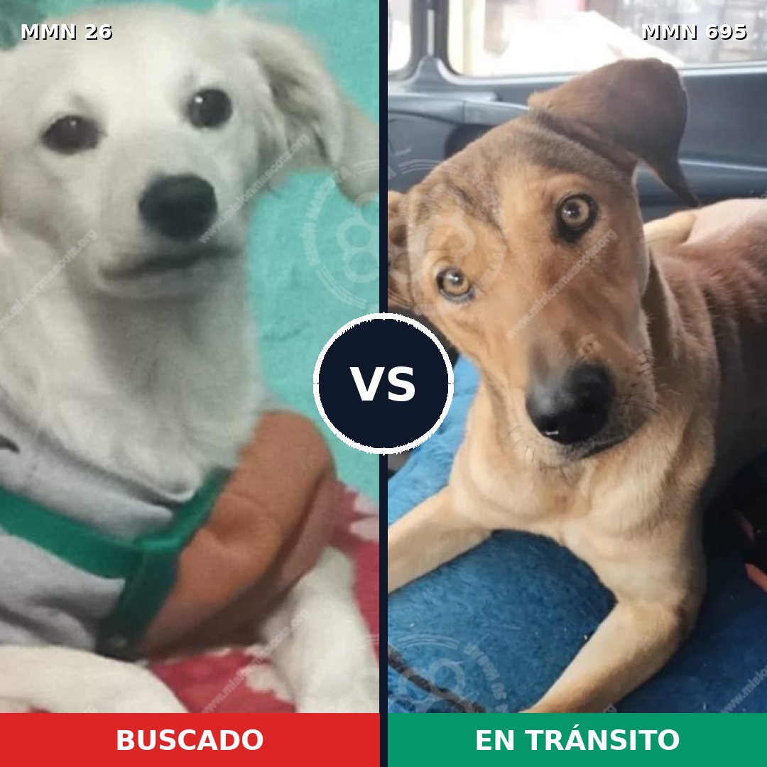 Comparativa MMS 9869: mascota perdida y mascota encontrada, 20% de similitud