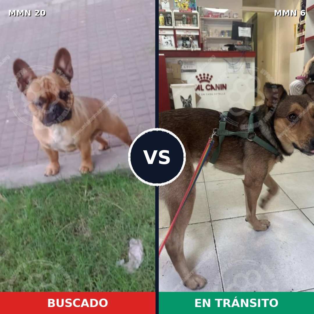 Comparativa MMS 987: mascota perdida y mascota encontrada, 32% de similitud