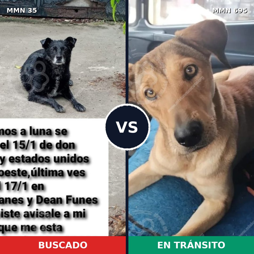 Comparativa MMS 9870: mascota perdida y mascota encontrada, 57% de similitud