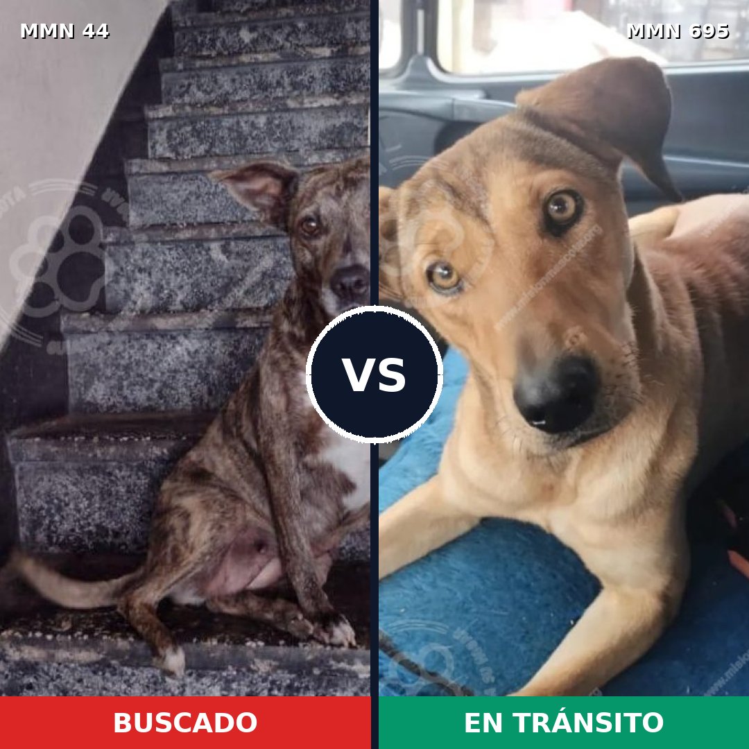 Comparativa MMS 9871: mascota perdida y mascota encontrada, 56% de similitud