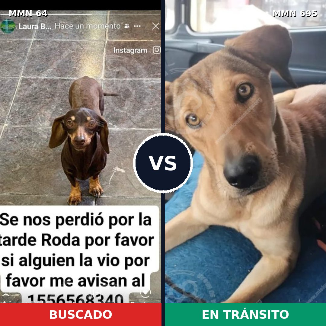 Comparativa MMS 9875: mascota perdida y mascota encontrada, 29% de similitud