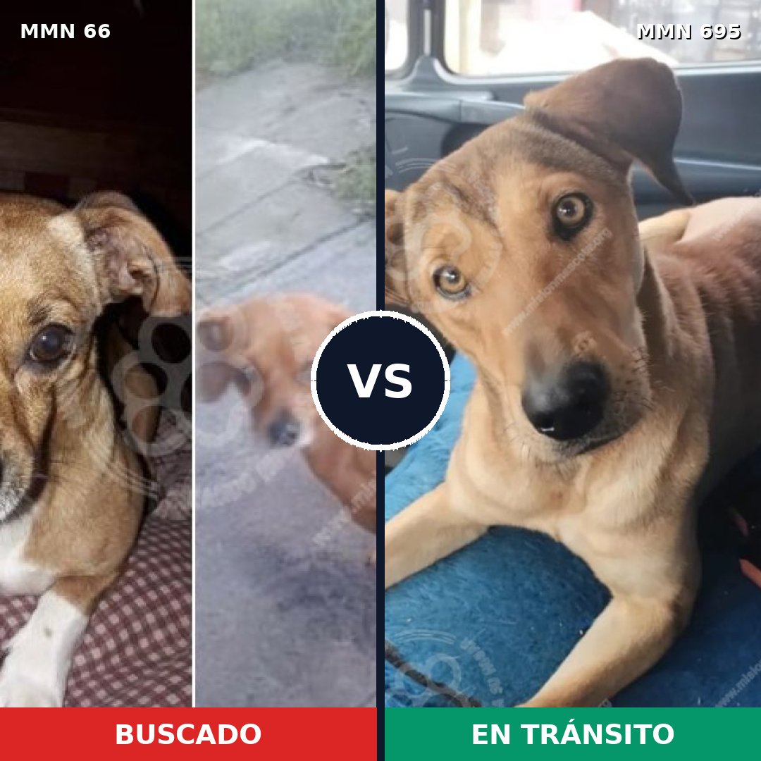 Comparativa MMS 9876: mascota perdida y mascota encontrada, 6% de similitud
