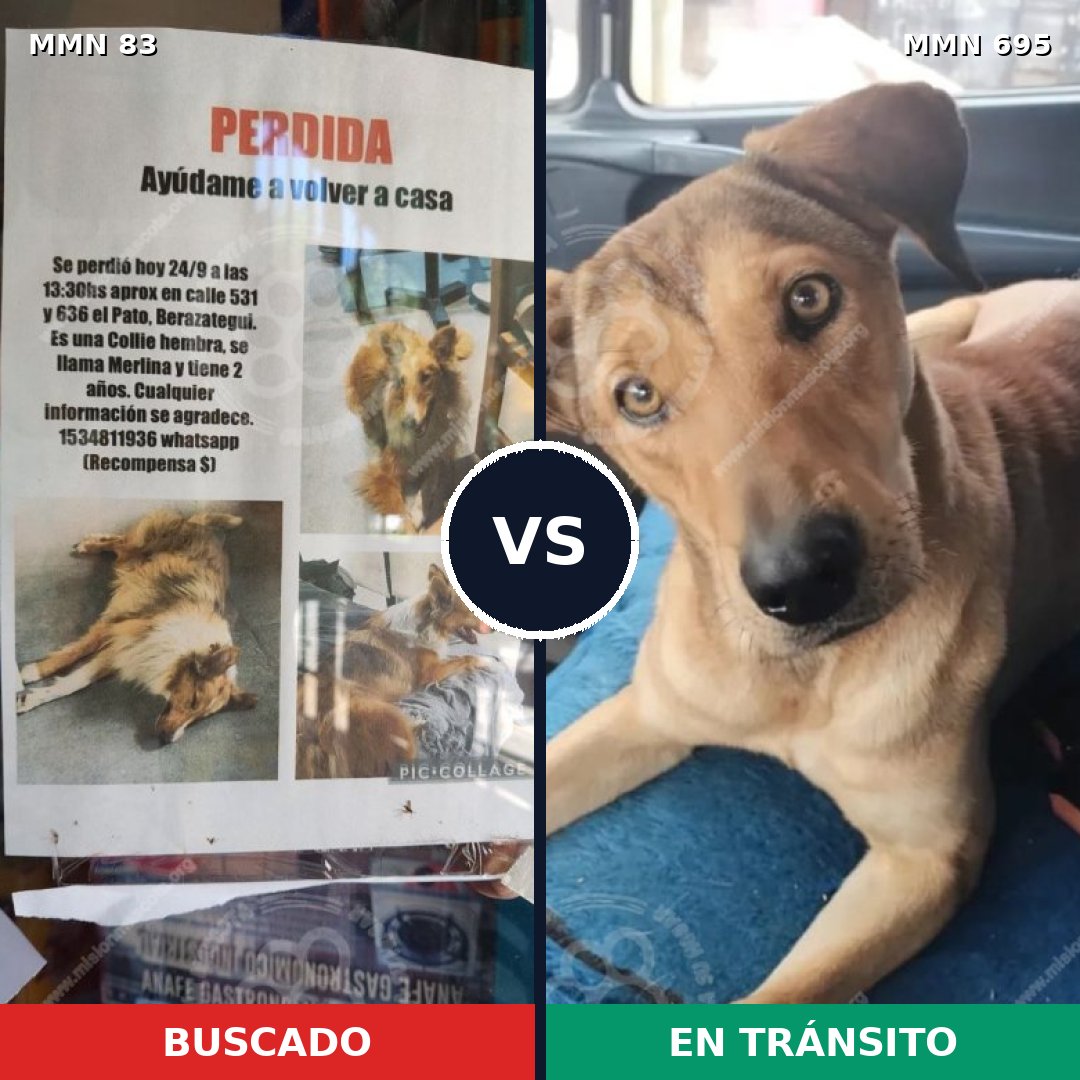 Comparativa MMS 9877: mascota perdida y mascota encontrada, 7% de similitud