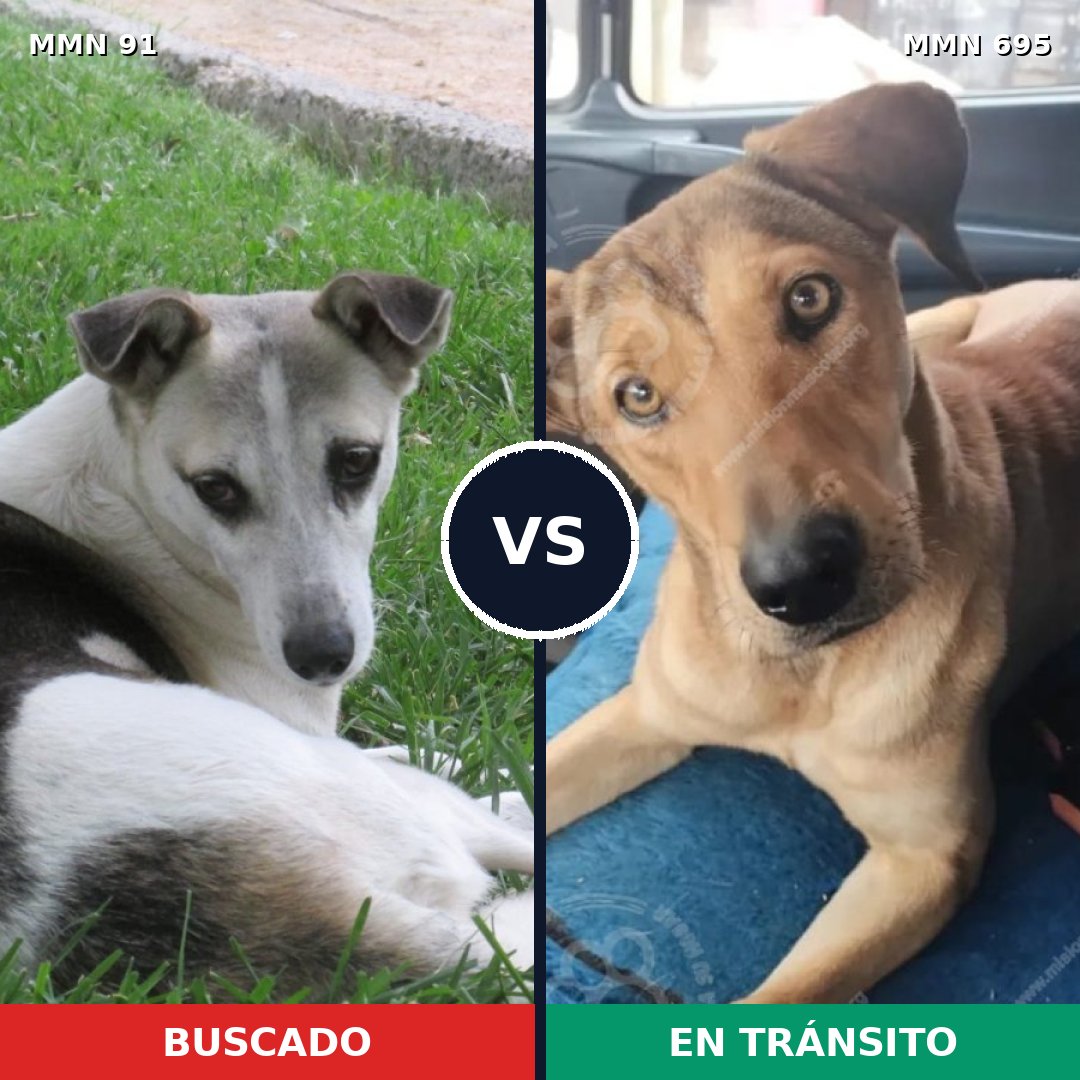Comparativa MMS 9878: mascota perdida y mascota encontrada, 70% de similitud