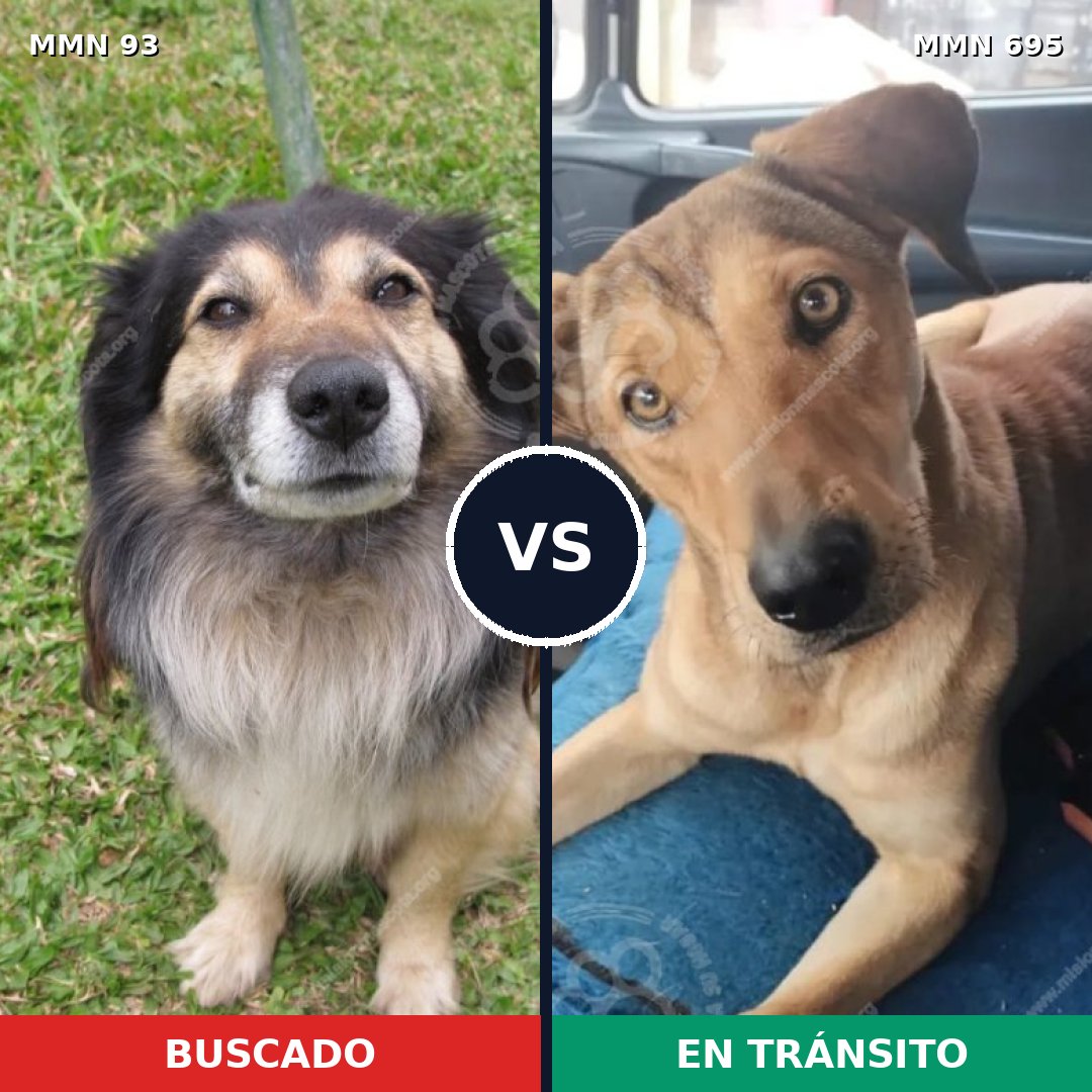 Comparativa MMS 9879: mascota perdida y mascota encontrada, 42% de similitud